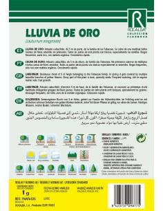 Semente de chuva dourada (laburnum anagyroides) 2