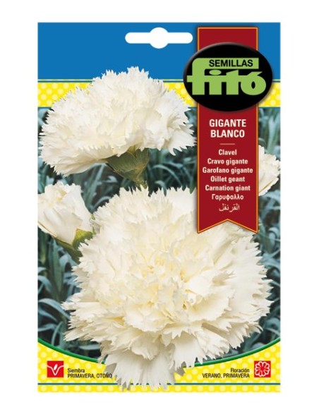 Semilla Clavel gigante blanco