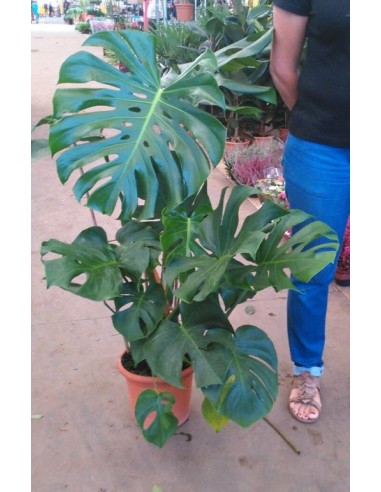Monstera o costilla de Adan