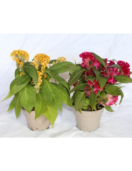 Celosia de invierno o Celosia argentea cristata (maceta 13 cm Ø)