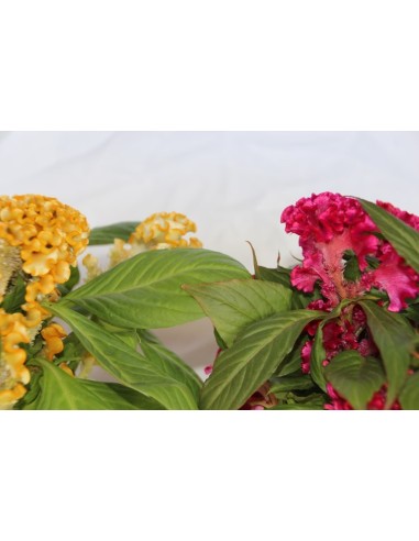 Celosia de invierno o Celosia argentea cristata (maceta 13 cm Ø)
