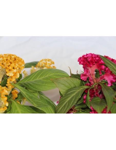 Celosia de invierno o Celosia argentea cristata (maceta 13 cm Ø)
