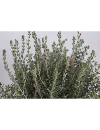 Teucrium (test 19 cm ø)