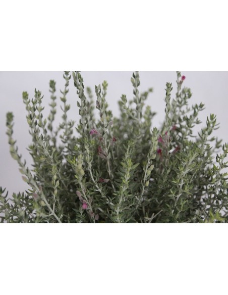 Teucrium Marum (test 19 cm ø)