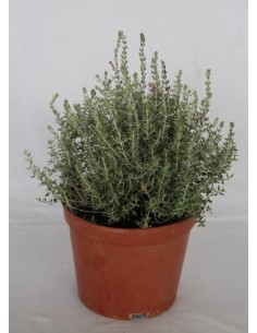Teucrium Marum (vaso 19 cm ø) 2