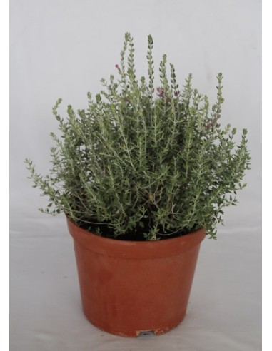 Teucrium Marum (test 19 cm ø)