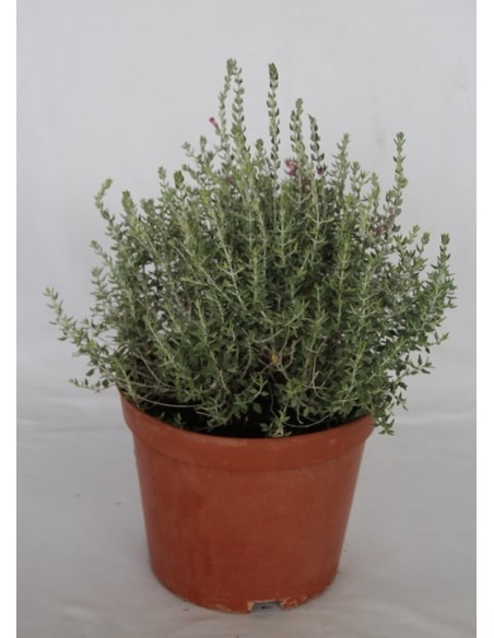 Teucrium (test 19 cm ø)
