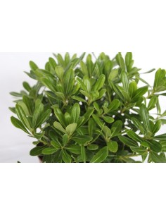 Pittosporum Tobira nana (maceta 19 cm ø)