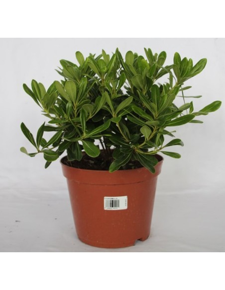 Pittosporum Tobira nana (maceta 19 cm ø)