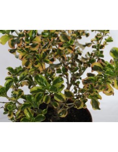 Coprosma repens (test 19 cm ø) 2