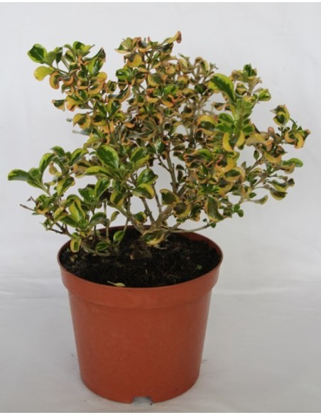 Coprosma repens (test 19 cm ø)