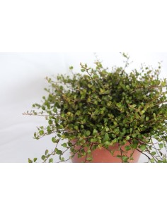 Muehlenbeckia complexa (vaso 19 cm ø) 2