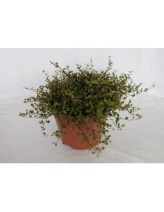 Muehlenbeckia complexa (maceta 19 cm ø)
