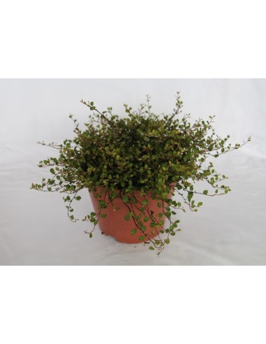 Muehlenbeckia complexa (test 19 cm ø)