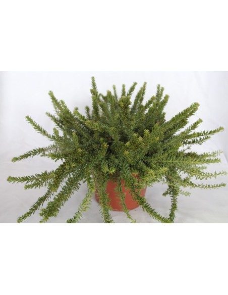 Grevillea Lanigera (vaso 19 cm ø)