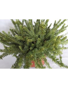 Grevillea Lanigera (maceta 19 cm ø) 2