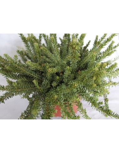 Grevillea Lanigera (maceta 19 cm ø)