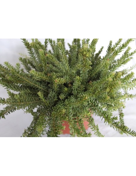 Grevillea Lanigera (vaso 19 cm ø)