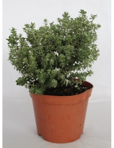 Pittosporum (test 15 cm ø)