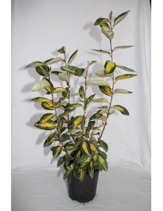 Eleagnus ebbingei (test 19 cm ø)
