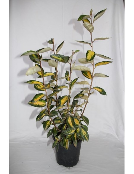 Eleagno ou eleagnus ebbingei (vaso 19 cm ø)