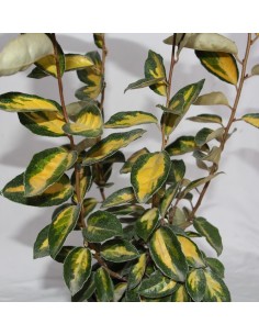Eleagno o eleagnus ebbingei (maceta 19 cm ø) 2