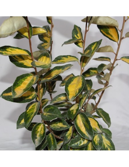 Eleagnus ebbingei (test 19 cm ø)