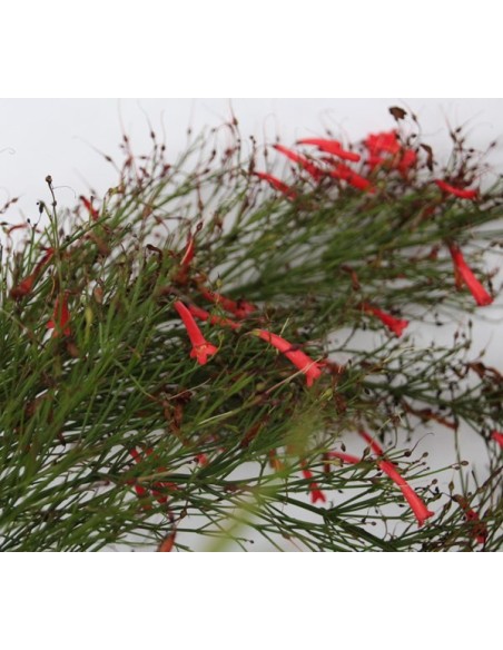Russelia equisetiformis (test 19 cm ø)