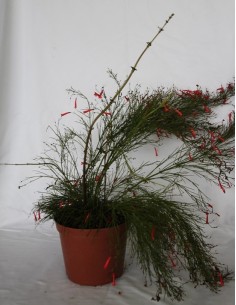 Russelia equisetiformis (vaso 19 cm ø)