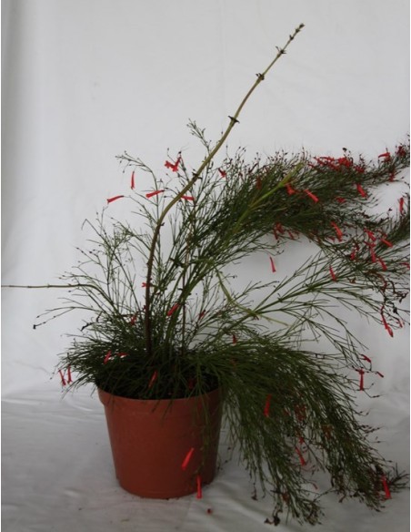 Russelia equisetiformis (test 19 cm ø)