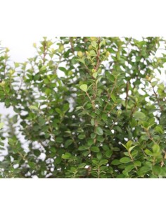 Myrsine africana (maceta 19 cm ø) 2