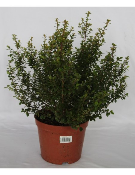Pittosporum (test 15 cm ø)