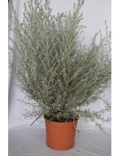 Pittosporum (test 15 cm ø)