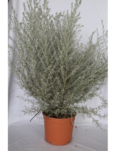Pittosporum (test 15 cm ø)