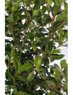 Eugenia (maceta 19 cm ø) (40 - 50 cm altura) 2