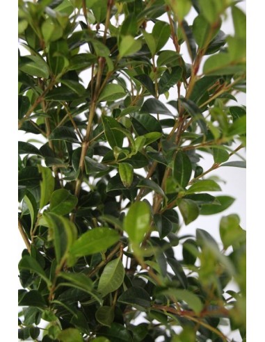 Eugenia (maceta 19 cm ø) (40 - 50 cm altura)