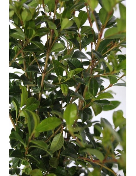 Eugenia (maceta 19 cm ø) (40 - 50 cm altura)