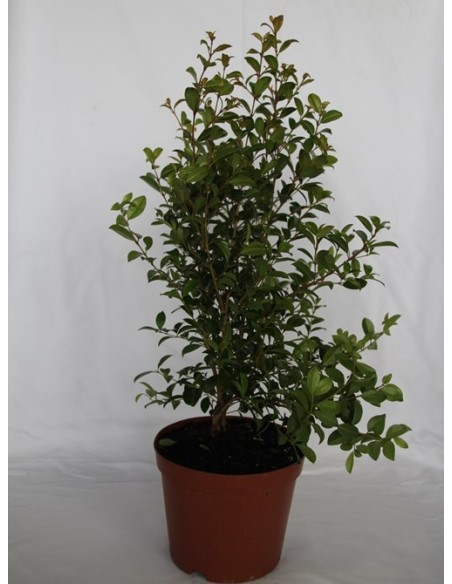 Pittosporum (test 15 cm ø)