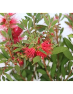 Callistemon 2