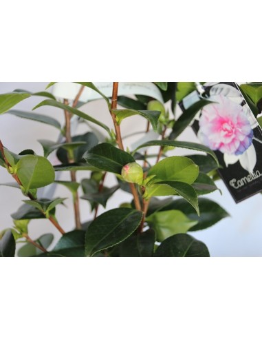 Achetez du camélia à partir de 19,80€ chez Germigarden