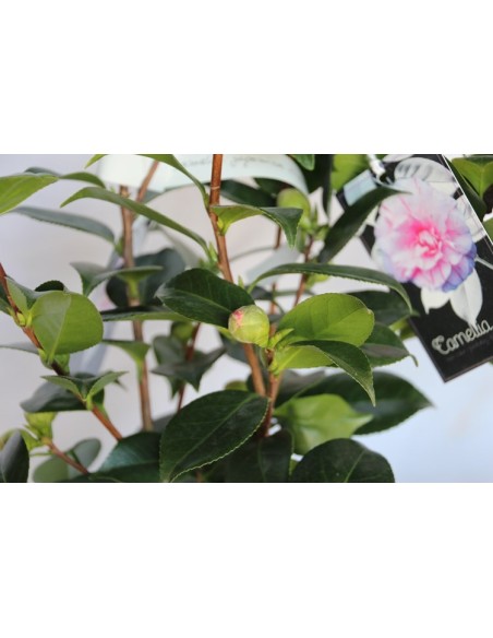 Comprar camelia desde 19,80€ en Germigarden