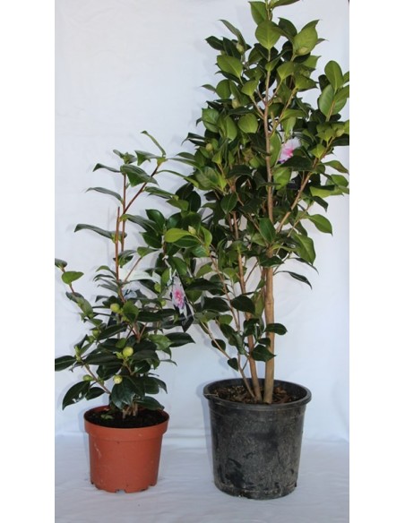 Achetez du camélia à partir de 19,80€ chez Germigarden