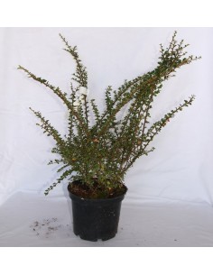 Cotonéaster à partir de 11,95€ chez Germigarden