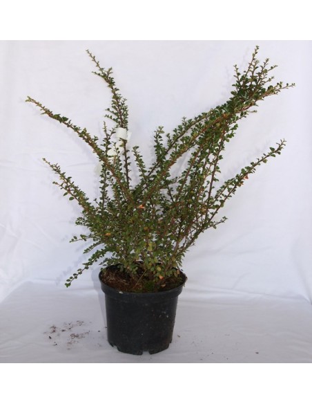 Cotoneaster a partir de € 11,95 em Germigarden