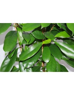 Ficus Cyatispula o higuera africana (110 - 140 cm) (2 varas) 2