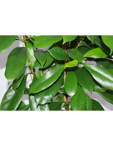 Ficus Cyatispula (110 - 140 cm) (2 vares)