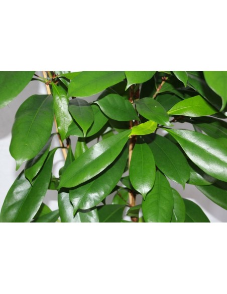 Ficus Cyatispula (110 - 140 cm) (2 vares)