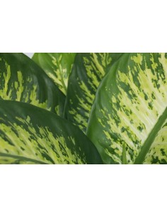 Difenbaquia Tropic 2