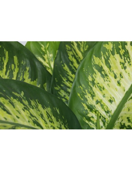 Diphenbaquia Tropic
