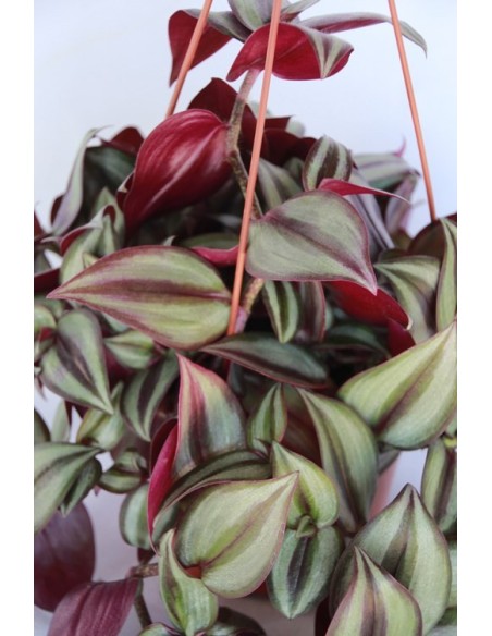 Tradescantia zebrina (maceta 13 cm ø)